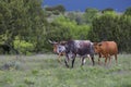 Group of Texas longhorn cattle in brush Royalty Free Stock Photo