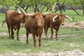 Group of Texas longhorn cattle