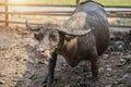 Group of Thai buffalo, Buffalo in Thailand, Animals to work, The elegance of the buffalo, Buffalo live naturally Royalty Free Stock Photo