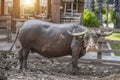 Group of Thai buffalo, Buffalo in Thailand, Animals to work, The elegance of the buffalo, Buffalo live naturally Royalty Free Stock Photo