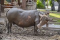 Group of Thai buffalo, Buffalo in Thailand, Animals to work, The elegance of the buffalo, Buffalo live naturally Royalty Free Stock Photo