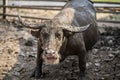 Group of Thai buffalo, Buffalo in Thailand, Animals to work, The elegance of the buffalo, Buffalo live naturally Royalty Free Stock Photo