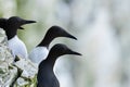 Thick-billed murre Birds perched on a large rocky outcrop