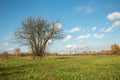 Group of thin trees without leaves growing on a green meadow and white clouds on blue sky Royalty Free Stock Photo