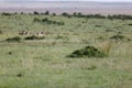 Group of thompson gazelles on the green grass in the Masai Mara, Kenya