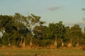 Group of Thornycroft Giraffe in Luangwa