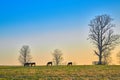 Group of thoroughbred horses grazing in a field