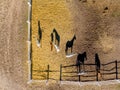 Group of thoroughbred horses walking and grazing in paddock near stable. Long evening afternoon shadow. Beautiful animals at farm Royalty Free Stock Photo