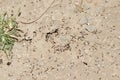 A group of thousands of ants working around the anthill or ant colony in the morning Royalty Free Stock Photo