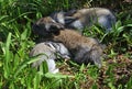 Three grey rabbit cubs Royalty Free Stock Photo