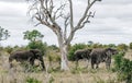 Group of three African elephants walk on the savannah, near dried tree. Safari in Kruger National Park, South Africa Royalty Free Stock Photo