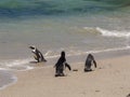 A group of three African Penguins together on the Beach