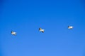 A group of three american white pelicans flying in perfect formation, USA Royalty Free Stock Photo