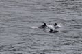 Three Atlantic white-sided dolphin