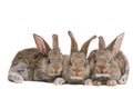 Group of three baby brown rabbits