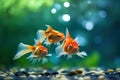 Three Goldfish in Aquarium Facing Forward