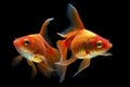 Three Goldfish in Aquarium Facing Forward