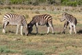 Group of three Birchell`s Zebra grazing in the late afternoon sun