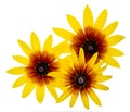 Group of Three Black Eyed Susan Rudbeckia flower isolated on white background Royalty Free Stock Photo