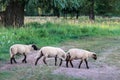 Group of three black-headed sheep walking and eating on green pasture Royalty Free Stock Photo