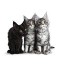 Group of three blue tabby / black solid Maine Coon cat kittens on white background Royalty Free Stock Photo