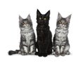 Group of three blue tabby / black solid Maine Coon cat kittens on white background Royalty Free Stock Photo