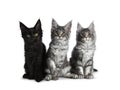 Group of three blue tabby / black solid Maine Coon cat kittens on white background Royalty Free Stock Photo