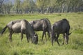 A group of three blue wildebeest grazing in a green summer grassland Royalty Free Stock Photo