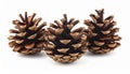 Group of Three Brown Pine Cones with Open Scales on White Background pinecones nature Royalty Free Stock Photo