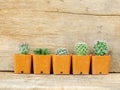 Group of three cactus plants on wooden background