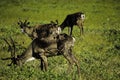 Group of three Caribou Royalty Free Stock Photo