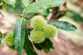 Group of Three Chestnuts in their chestnut tree Royalty Free Stock Photo