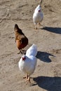 Group of three chickens walking on dirt road Royalty Free Stock Photo