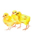 Group of three chickens on white background