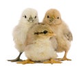 Group of three chicks standing Royalty Free Stock Photo