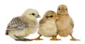 Group of three chicks standing Royalty Free Stock Photo