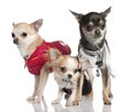 Group of three chihuahua