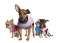 Group of three chihuahua and a
