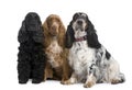 Group of three Cocker Spaniels