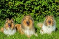 Group of three collie dogs