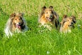 Group of three collie dogs