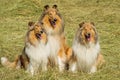 Group of three collie dogs