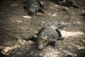 Group of three crocodiles Royalty Free Stock Photo