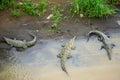 Group of three crocodiles in Tarcoles River in Costa Rica Royalty Free Stock Photo