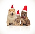 Group of three cute pets with santa hats sitting