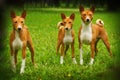 Group three dog Basenji breed