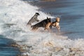 Group of Three Dogs Playing in Waves at Dog Beach in San Diego