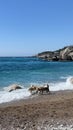 Group of three dogs running and playing on the beach Royalty Free Stock Photo