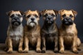 A Group Of Three Dogs Sitting Next To Each Other