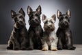 A Group Of Three Dogs Sitting Next To Each Other